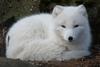 White Arctic Fox's Avatar